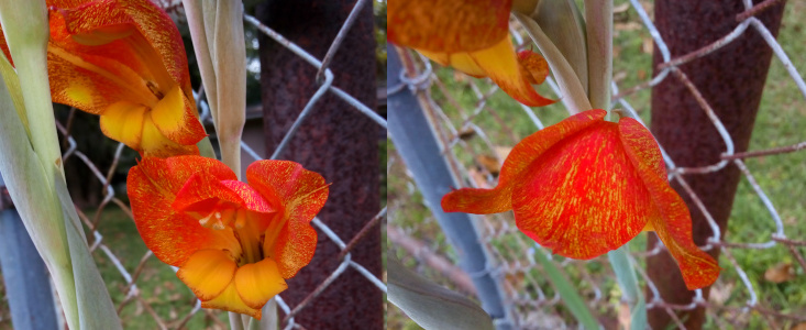 [Two images spliced together of two different views of the same two blooms. On the left he camera looks down into the center of the flowers. The front petals are all yellow. The rear petals are larger and are orange with yellow flecks. The stamen have white tips. On the right is a view of the outside of the top orange with yellow flecks petals. It like someone painted over the yellow petals with orange but missed some spots.]